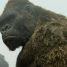 Netflix is bringing us new Skull Island and Tomb Raider anime shows