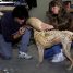 A Monkey in Spandex: How legendary film creatures were originally designed as animals in suits