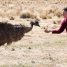 TIFF Review: Emu Runner