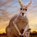 Review – Kangaroo: A Love-Hate Story – “A powerful documentary”