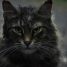 Review: Pet Sematary – “Spine-twistingly scary”
