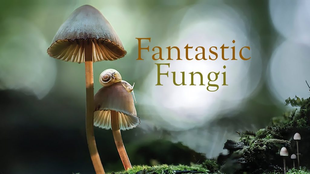 Fantastic Fungi Louie Schwartzberg’s new documentary gets a UK