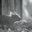 Gunda – Watch the trailer for new nature film