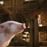 Animal Magic: Some Tricks and Secrets of Furry Friends in the Movies