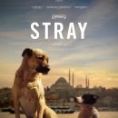 Stray – Follow the lives of three dogs in the trailer for new documentary
