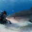 Watch the trailer for Eli Roth’s Fin
