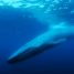 Review – The Loneliest Whale: The Search For 52 – “Well-told, well-made, and it’s uplifting”