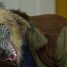 LFF 2021 Review: The Wolf Suit – “A bold, often raw piece of work”