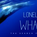 The Loneliest Whale: The Search for 52 gets a UK release date