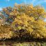 EIFF 2022 Review: Le Chêne / Heart of Oak – “A reminder of the sheer majesty of our natural world”
