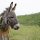 Eo – Watch the trailer for  Jerzy Skolimowski’s film about a donkey travelling across Poland