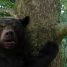 Review: Cocaine Bear – “A title that is its own high concept”