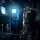 Good Boy – The horror film told from a dog’s perspective gets a final teaser trailer