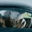 Black Sheeps – The killer sheep return in the trailer for the horror sequel